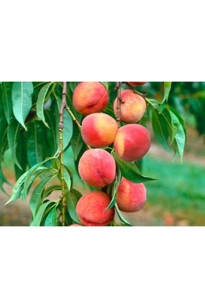 Стиглі плоди персика скороплідного Медовий 